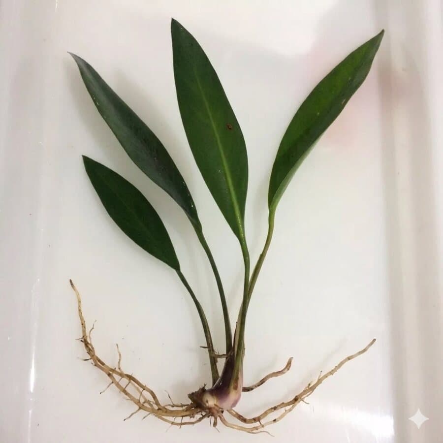 Anubias Hastifolia